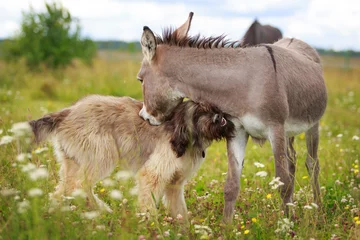 Deurstickers Grey donkey and briard dog © DragoNika