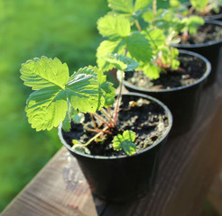 Strawberry plants in pots
