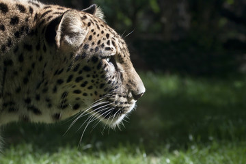 Fototapeta na wymiar Beautiful leopard portrait on natural background