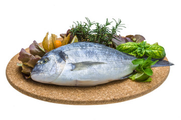 Fresh raw dorada