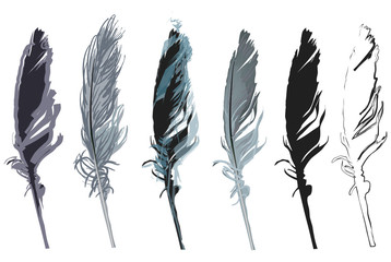 six feathers isolated on white background