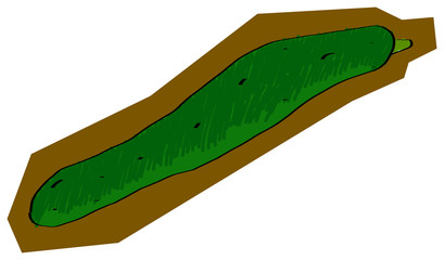 Cucumber