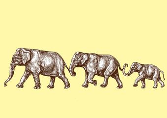 Elefantenfamilie © velazquez