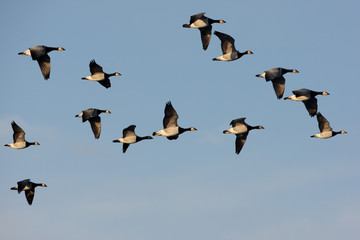 Barnacle goose, Branta leucopsis