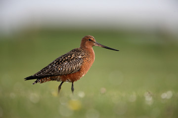 Bar-tailed godwit, Limosa lapponica