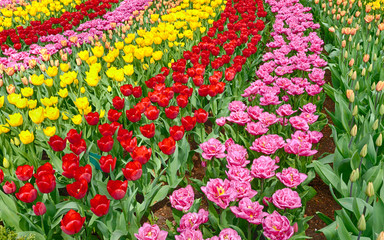 Fototapeta na wymiar Garden rows with vibrant tulips