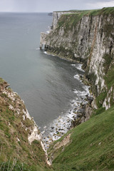 Bempton Cliffs, RSPB reserve