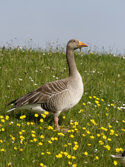Greylag goose, Anser anser, 