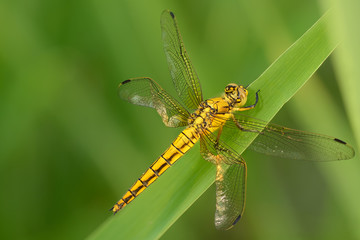 Libellula su uno stelo