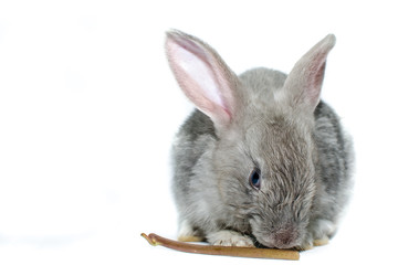 grey rabbit on a white background