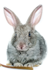 grey rabbit on a white background