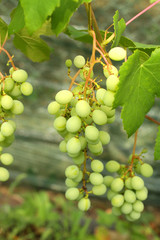 ripening grape