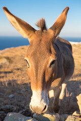 Close up from a mule at the shoreline