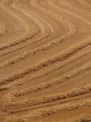 Frisch gem&auml;htes Kornfeld