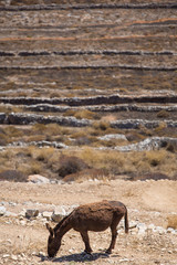 Mule  eating at the shoreline