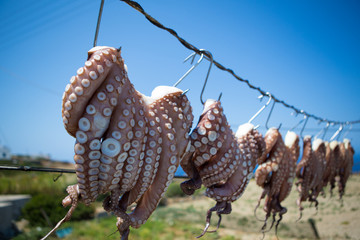 Sun dried Octopus , traditional fishing in Greece