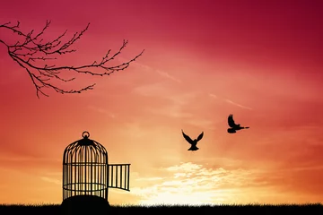 Papier Peint photo Lavable Oiseaux en cages Silhouette de cage à oiseaux