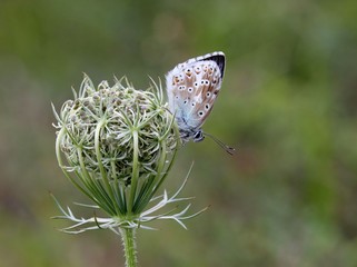 Naklejka premium Silbergrüner Bläuling (Polyommatus coridon) auf Wilder Möhre