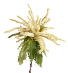 Sweet chestnut blossoming branch