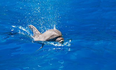 Obraz premium Dolphin in the water park