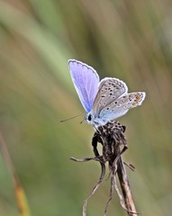 Hauhechel-Bläuling (Polyommatus icarus)