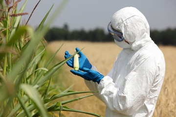 biotechnology engineer  examining immature corn cob on field © endostock
