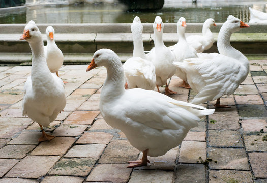 Geese in Cathedral of Saint Eulalia