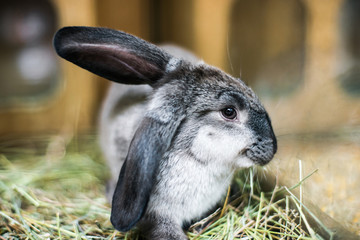 beautiful black-and-white rabbit in the hay © Ievgen Skrypko
