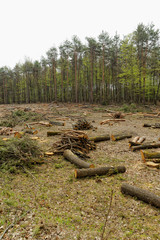 Fototapeta na wymiar Wycinanie lasów i pozyskiwanie drewna