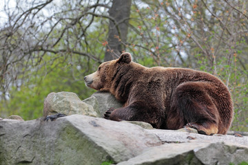 Fototapeta premium Bear