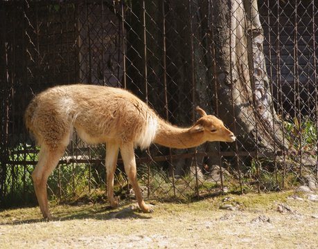 wild animal wikunia