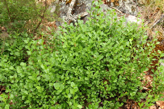 Anabia, Arándano, Arandanera. Vaccinium myrtillus.