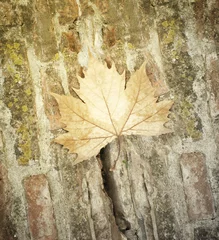 Fototapeten Autumn leaf © vali_111