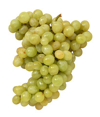 Uva bianca - White grape