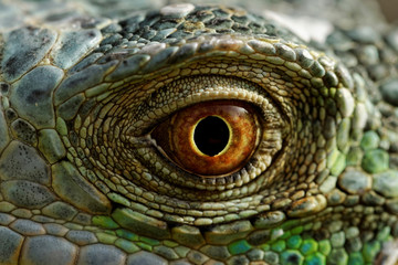 Obraz premium green iguana eye