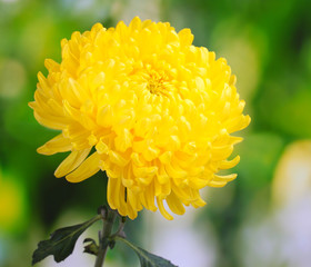 Yellow autumn chrysanthemum in the garden