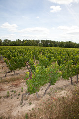 Fototapeta na wymiar winorośli w winnicy