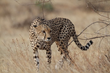 Wild cheetah walking