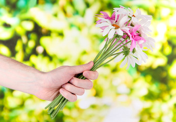 Man's hand giving a chamomiles on bright background