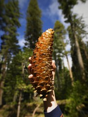 Man holding pinecone