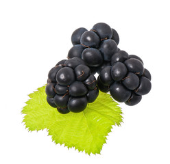 blackberries on a white background