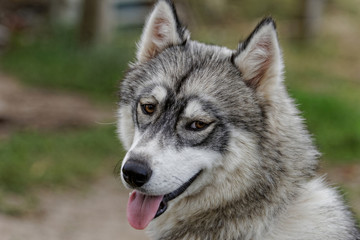 husky dog