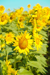 Beautiful sunflowers field