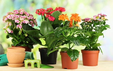 Beautiful flowers in pots on wooden table on natural background