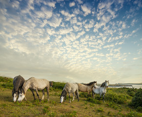 wild horses and beautiful sunset