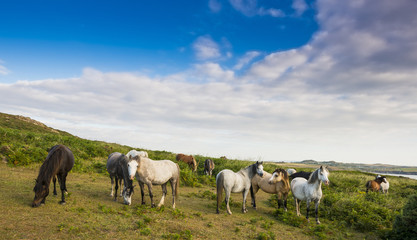Obraz na płótnie Canvas dzikie konie w Anglii