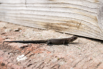 Lizard on a board