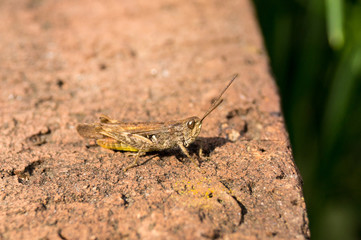 Grasshopper on bricks