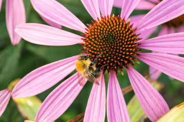 Bumblebee on a Echinacea