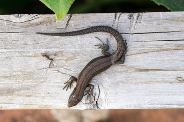 Obraz premium Lizard on a board